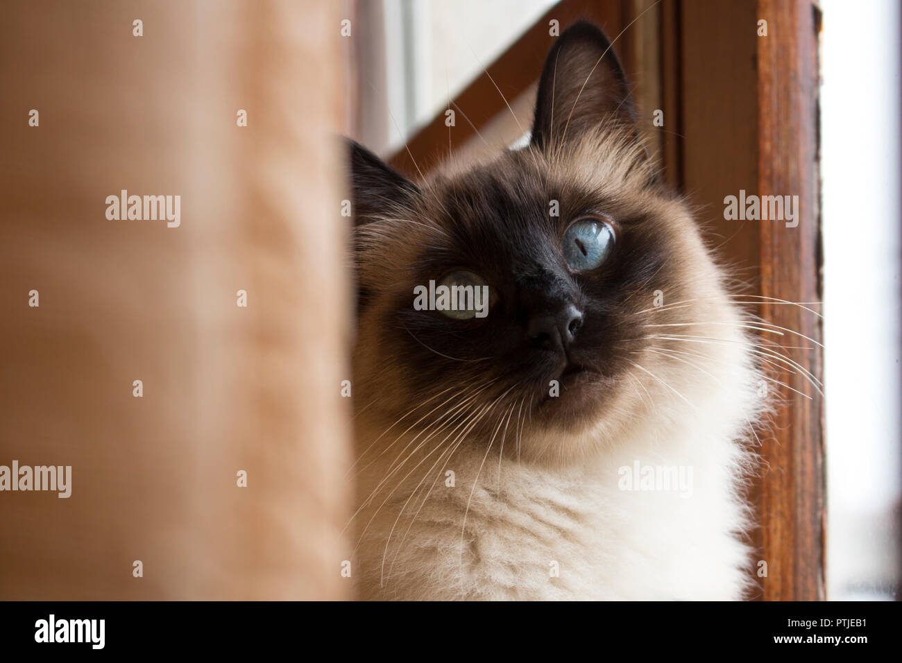 Close up adorabile gatto siamese gatto con bellissimi occhi blu guardando dritto, accanto ad un rustico finestra in legno. Foto Stock