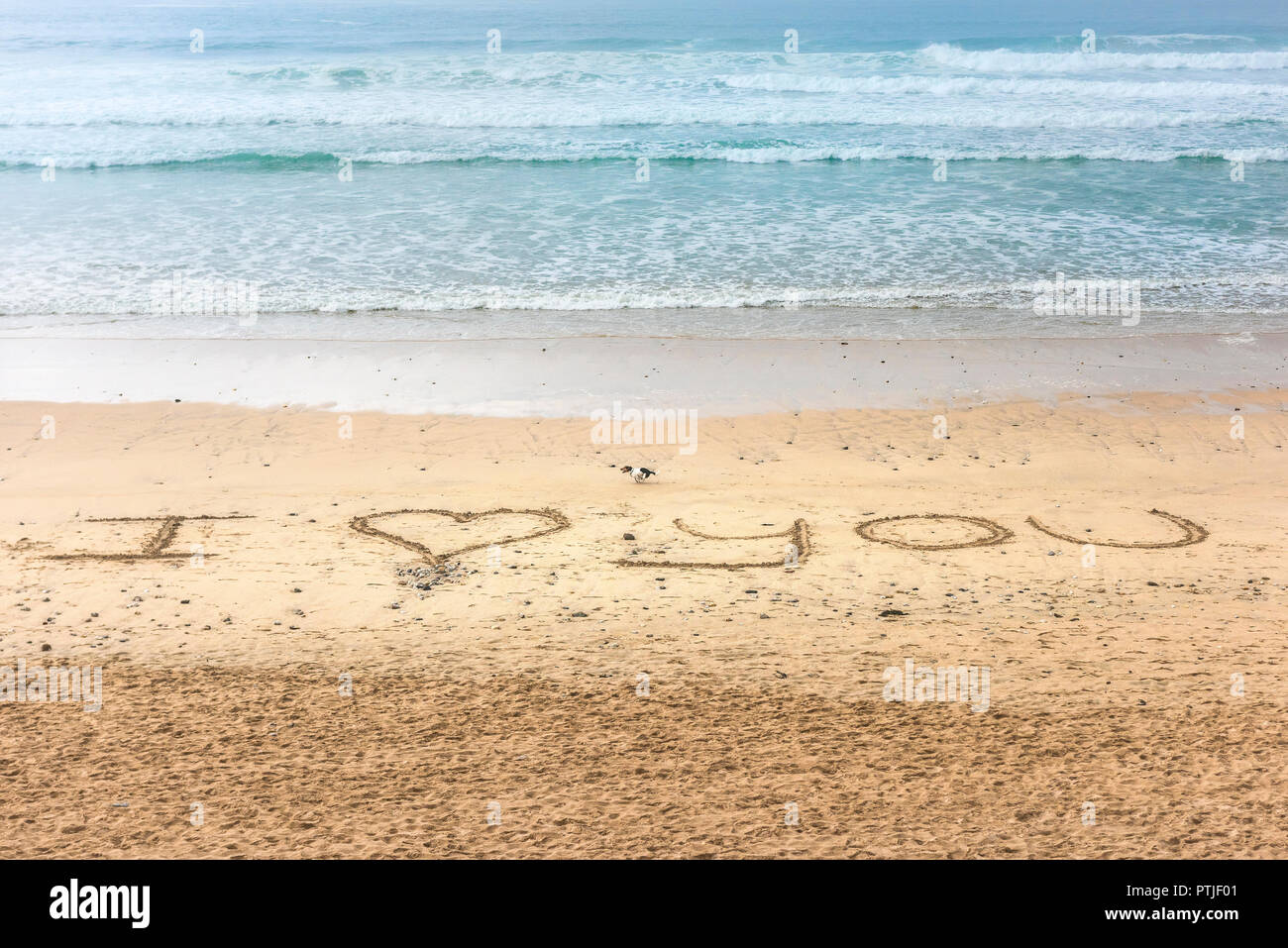 Un piccolo cane corre davanti un messaggio ti amo scritto in sabbia su Fistral Beach in Newquay in Cornovaglia. Foto Stock