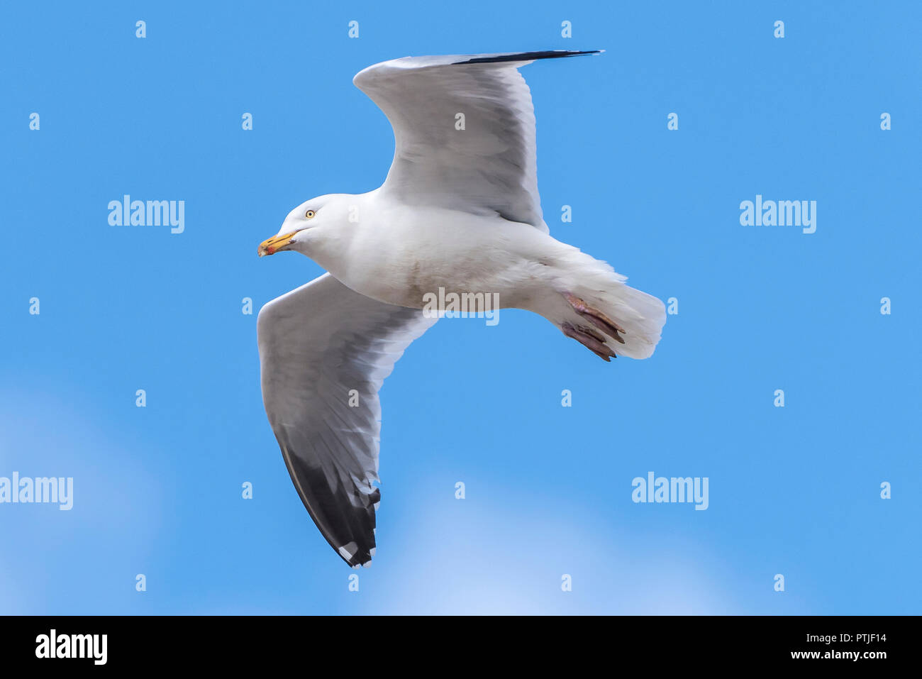 Un Aringa Gull Larus argentatus in volo contro un luminoso blu cielo privo di nuvole. Foto Stock