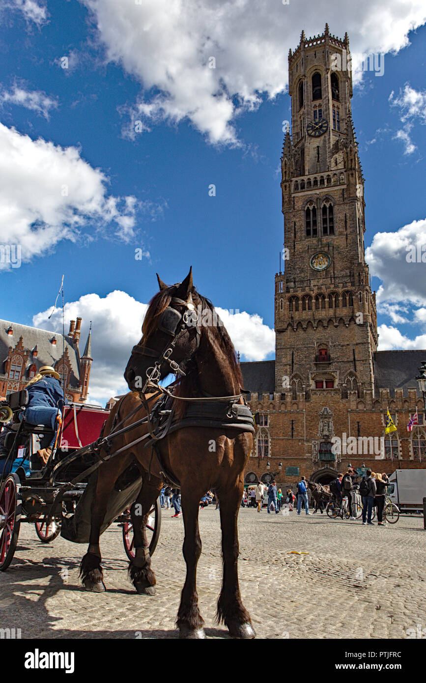Cavallo imbrigliato in piedi nella parte anteriore del campanile di Bruges Foto Stock