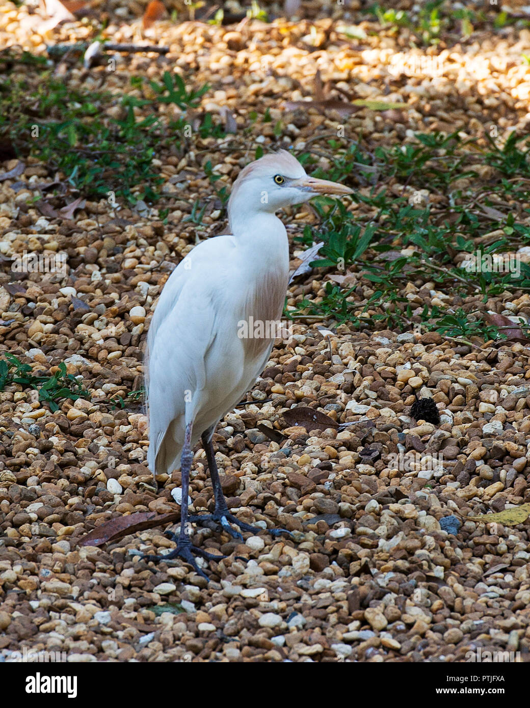 Airone guardabuoi uccello godendo il sole. Foto Stock