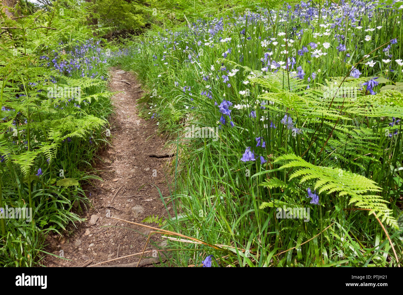 Bluebells e bianco maggiore stitchwort fiori in primavera. Foto Stock