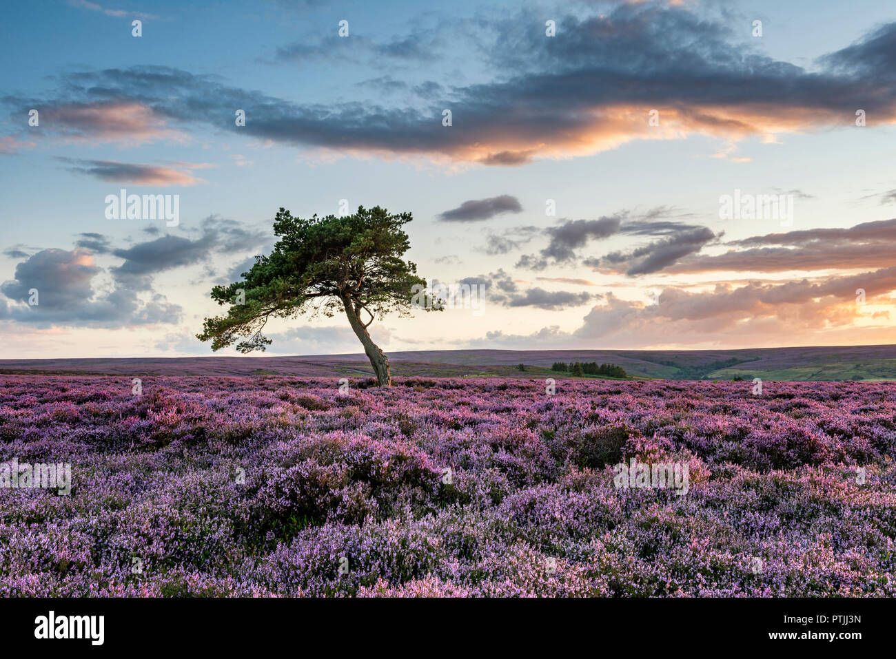 Il lone tree sul Egton moor al tramonto. Foto Stock