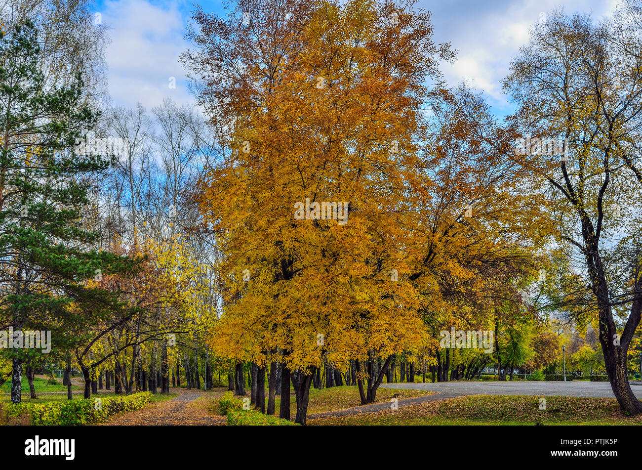 Viale tranquillo del parco della città in oro brillante decorazione autunnale della natura. Sunny autumn landscape a calda giornata di ottobre con il cielo blu e bianco cl Foto Stock