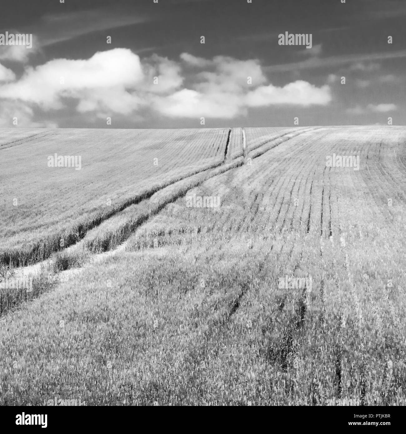 Raccolto di cereale che cresce in campo durante la prima estate. La resa in bianco e nero di PTJKAJ. Foto Stock