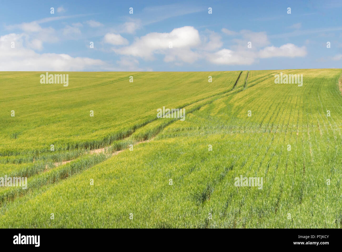 Campo agricolo tagliato (raccolto di cereali) con cielo estivo blu. Campi verdi dell'Inghilterra. Modello di ritaglio campo. Foto Stock