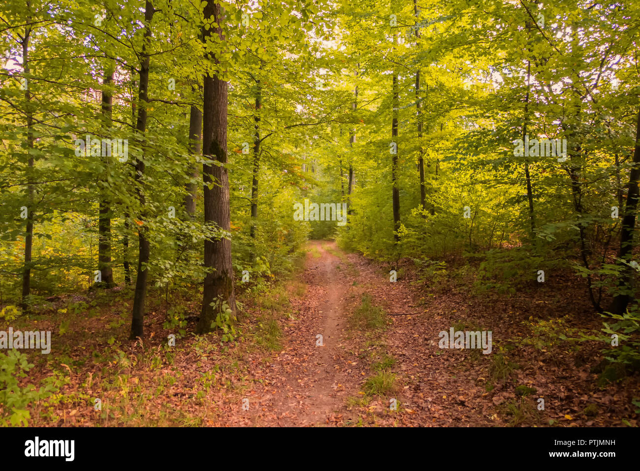 Una passeggiata attraverso una foresta all'inizio di caduta Foto Stock