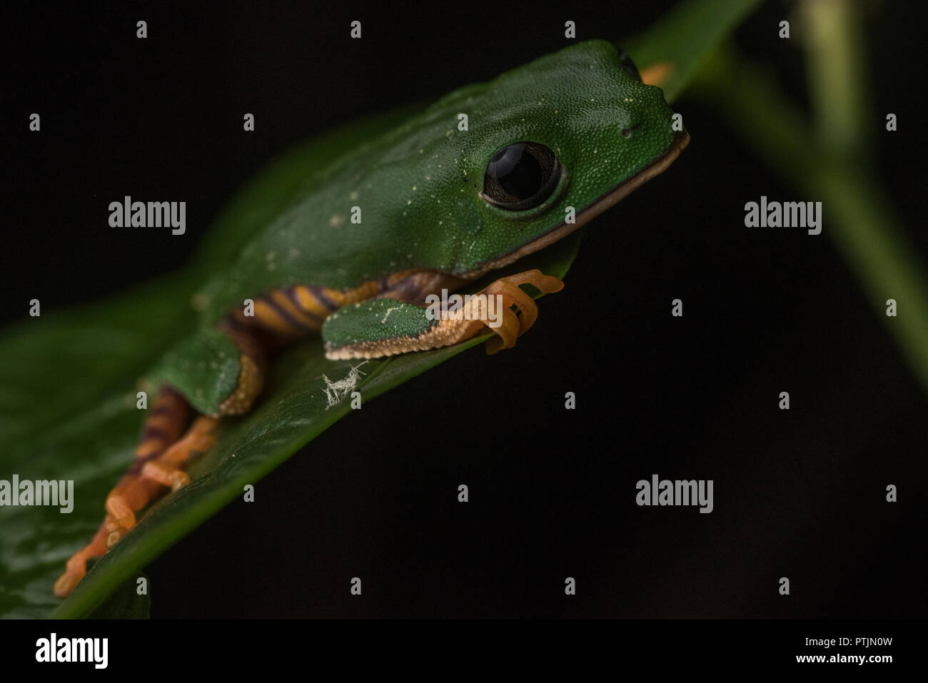 Un molto vivacemente colorato raganella dal south american jungle, questo è il Tiger gamba scimmia raganella (Phyllomedusa o Callimedusa tomopterna). Foto Stock