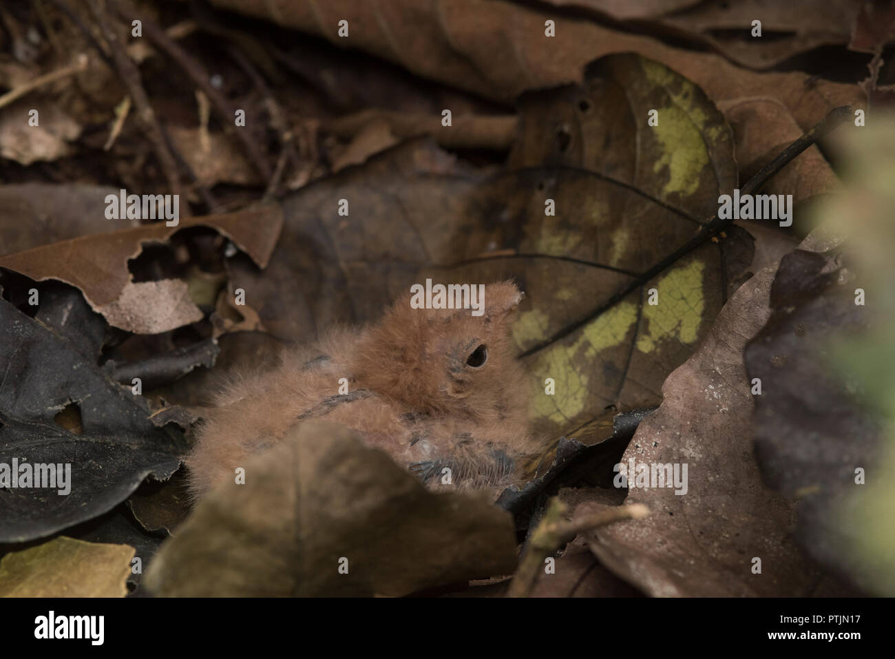 Ocellated Poorwill pulcino (Nyctiphrynus ocellatus) nascondere nel mezzo di figliata di foglia, si basa sul suo camuffamento per tenerlo al sicuro. Foto Stock