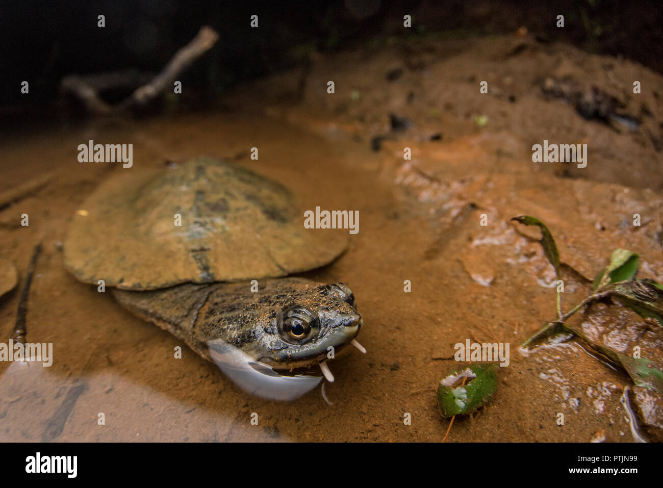 Geoffroy laterale del collo di tartaruga (Phrynops geoffroanus) in acqua poco profonda in una piccola giungla peruviana stream di notte. Foto Stock