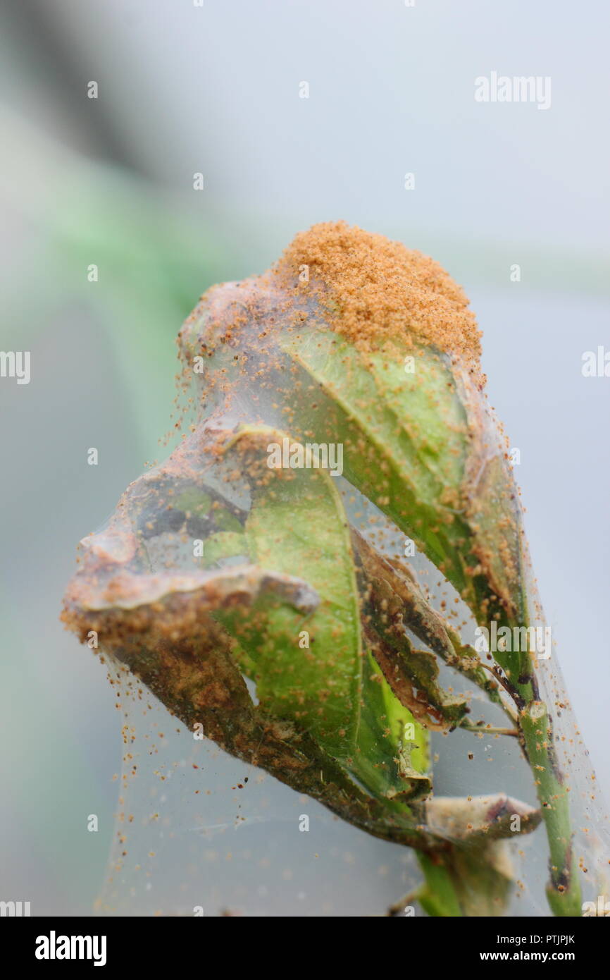 Tetranychus urticae. Infestazione di Acaro rosso mostra Foglie danneggiate e tessitura su una serra frutta (pesche) tree durante un secco inglese estate Foto Stock