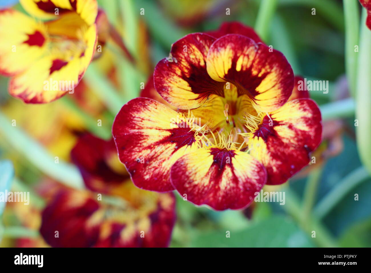 Tropaeolum majus. Nasturtium "Orchid fiamma' in fiore in un giardino inglese, estate, UK. Nasturtium è stato ritenuto fiore dell'anno 2019. Foto Stock