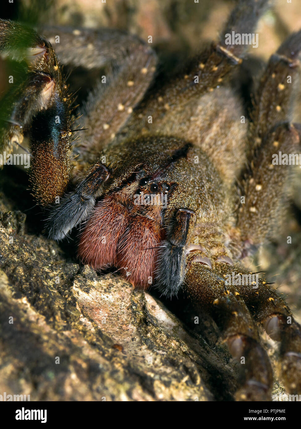 Macro verticale di un brasiliano errante, ragno Phoneutria nigriventer, noto anche come banana spider e aranha armadeira Foto Stock