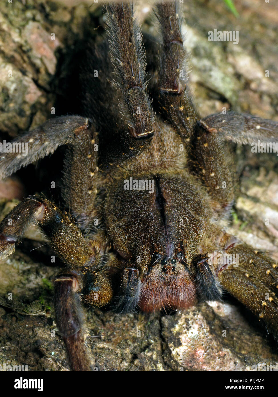 Macro verticale di un brasiliano errante, ragno Phoneutria nigriventer, noto anche come banana spider e aranha armadeira Foto Stock