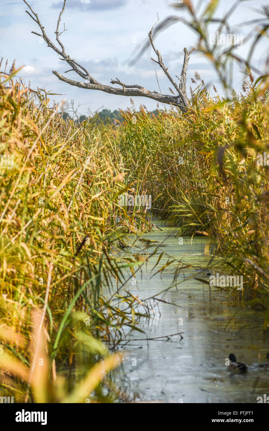 Il canale del fiume circondato da canne in autunno in Polonia. Foto Stock