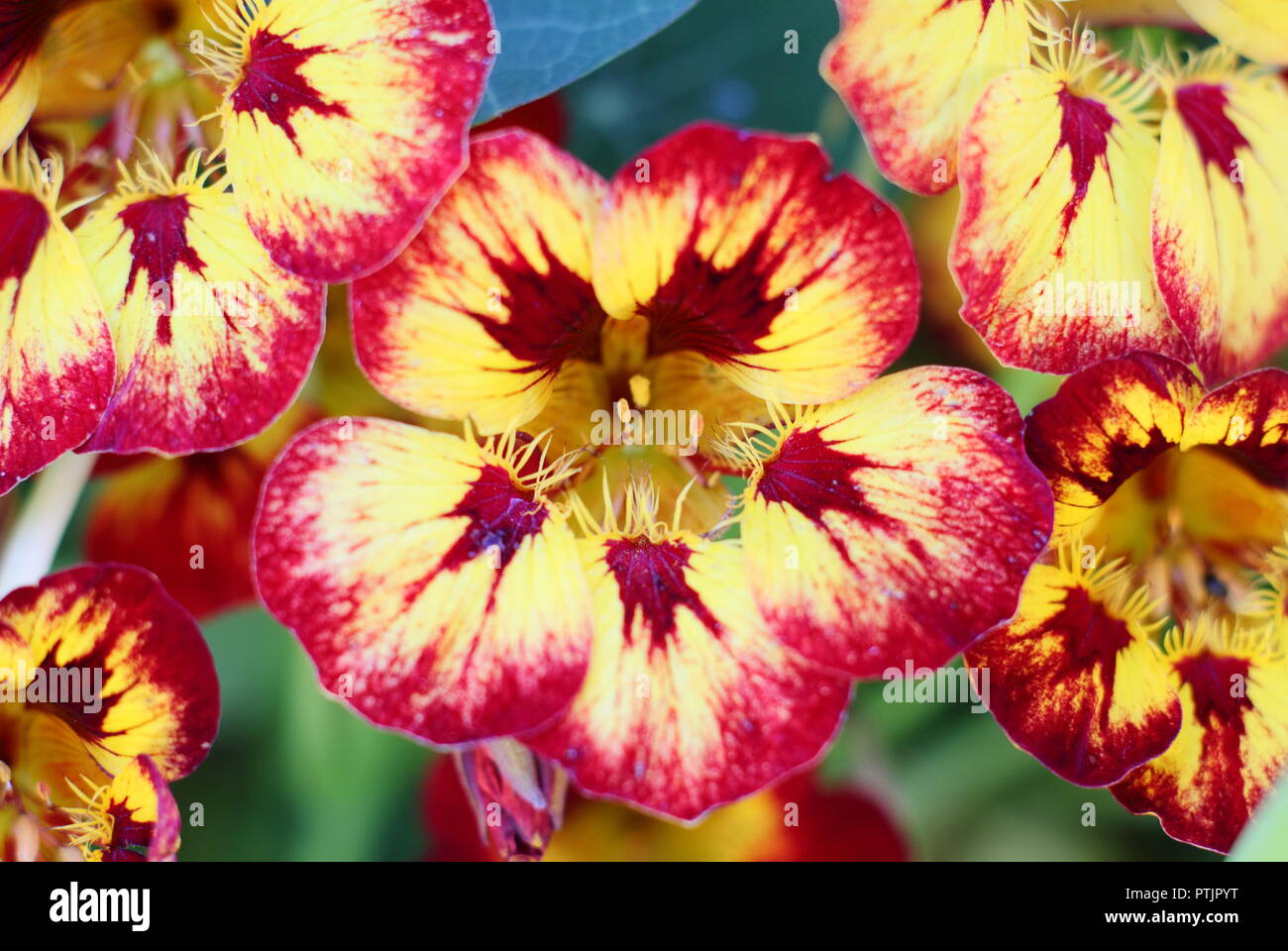 Tropaeolum majus. Nasturtium "Orchid fiamma' in fiore in un giardino inglese, estate, UK. Nasturtium è stato ritenuto fiore dell'anno 2019. Foto Stock