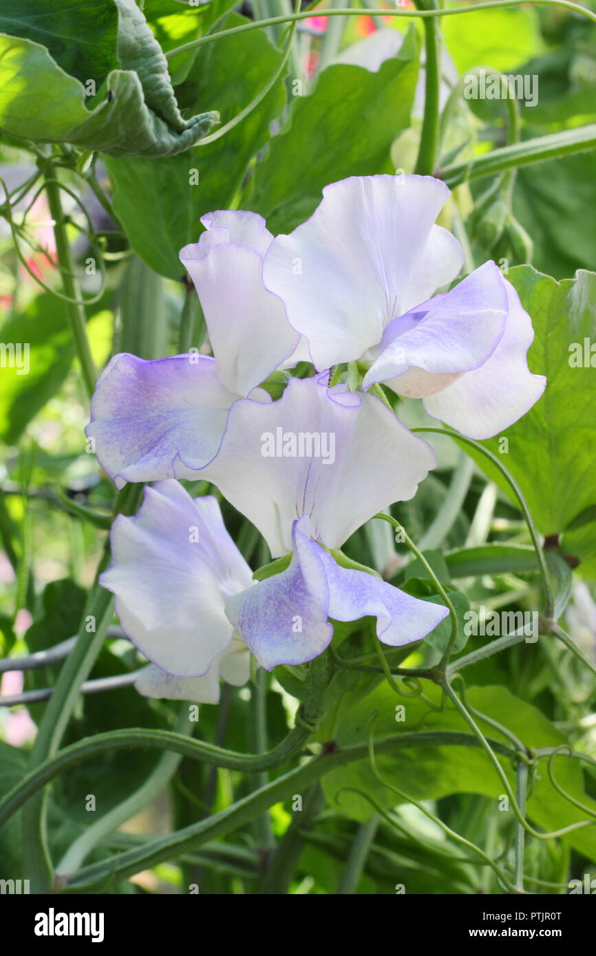 Odoratus Lathryus "Betty Maiden' pisello dolce fiore in fiore in un giardino inglese, l'estate. Modulo Gas Anestetici Foto Stock