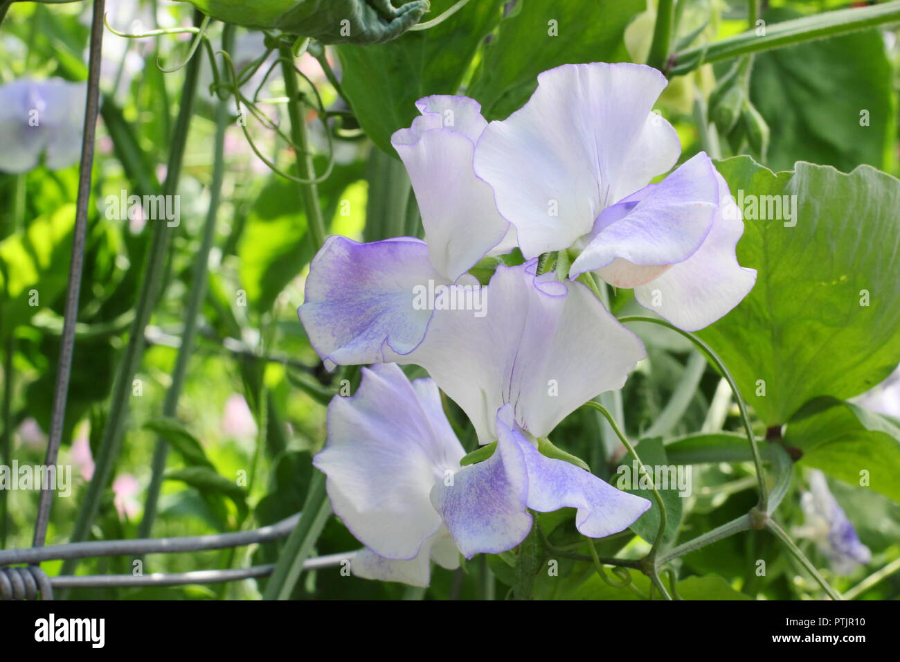 Odoratus Lathryus "Betty Maiden' pisello dolce fiore in fiore in un giardino inglese, l'estate. Modulo Gas Anestetici Foto Stock