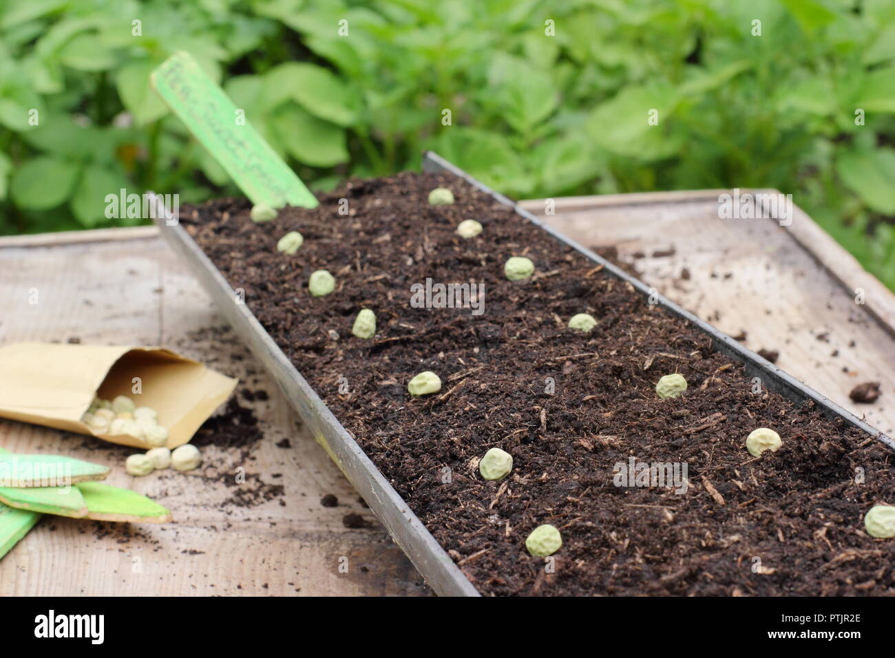 Pisum sativum. Seminare i semi di pisello in grondaia in un giardino inglese, REGNO UNITO Foto Stock