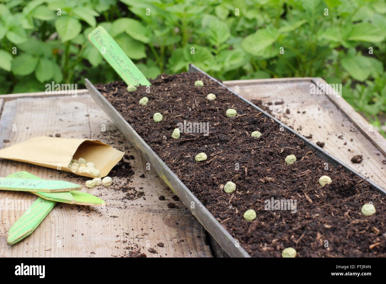 Pisum Sativum taccole varietà. La semina di taccole pea 'Sweet sensazione' sementi in grondaia in un giardino inglese, REGNO UNITO Foto Stock