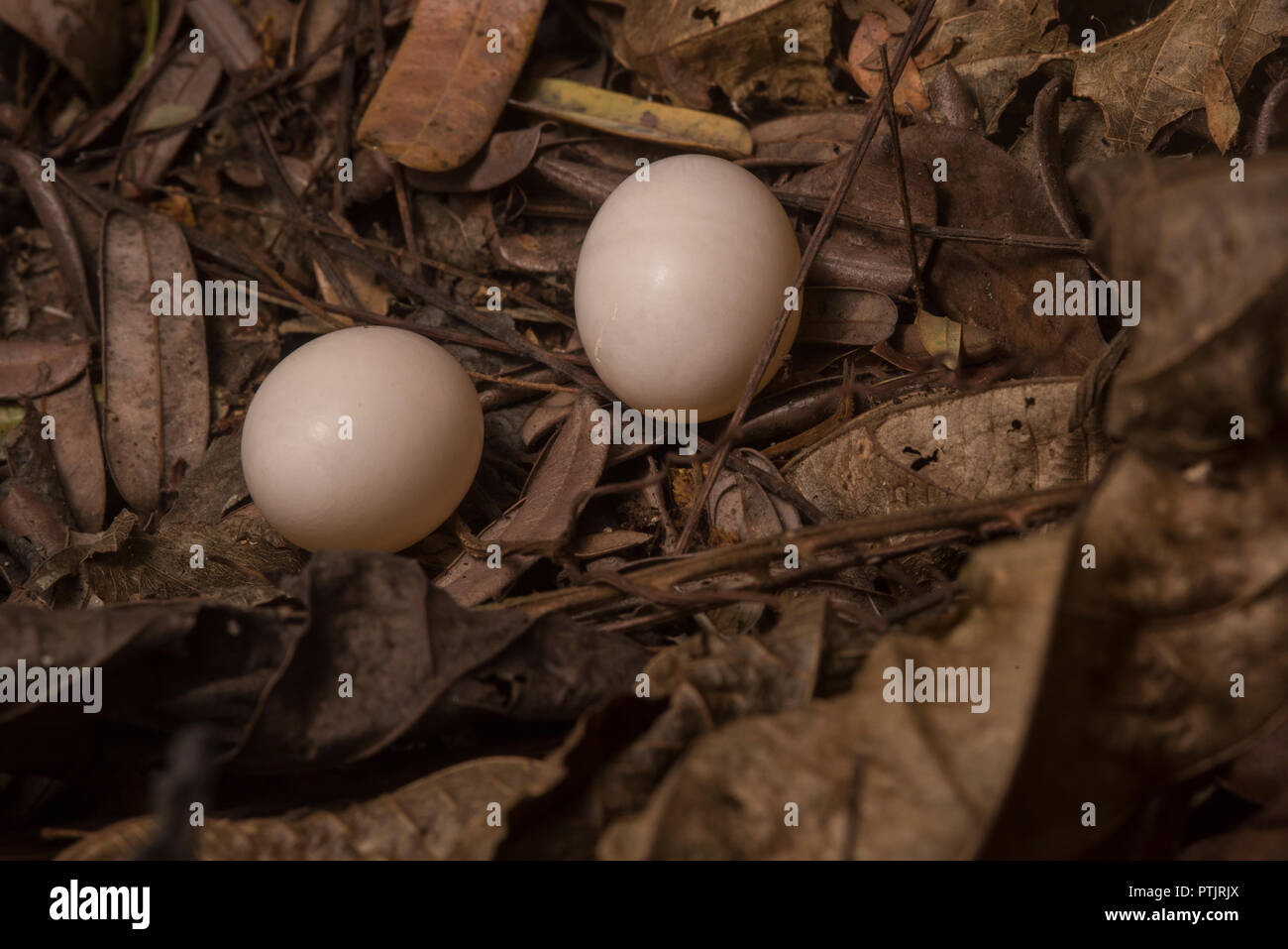 Le uova di un nightjar, nighthawk, o specie poorwhill sul terreno. Nido non è costruito, invece le uova sono depositati nel mezzo di figliata di foglia. Foto Stock