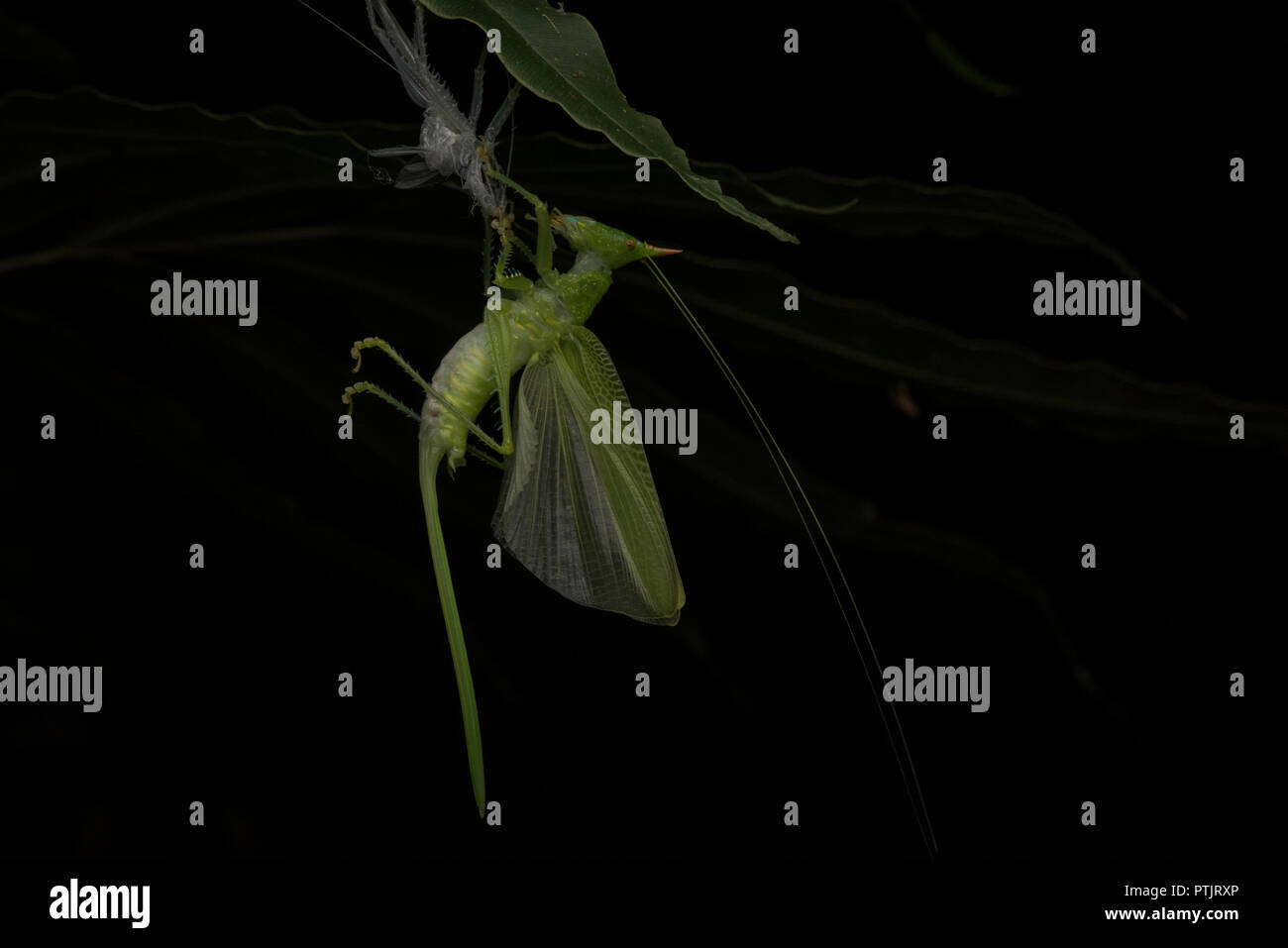 Un conehead katydid che ha appena versato il suo vecchio esoscheletro al fine di crescere è ora sospesa al di sotto di esso aria di essiccazione e tempra. Foto Stock