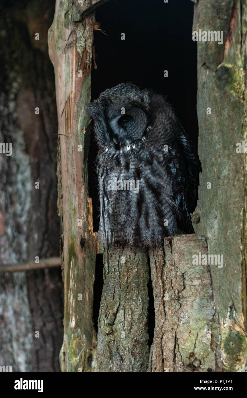 Un grande gufo grigio pone per i ritratti Foto Stock