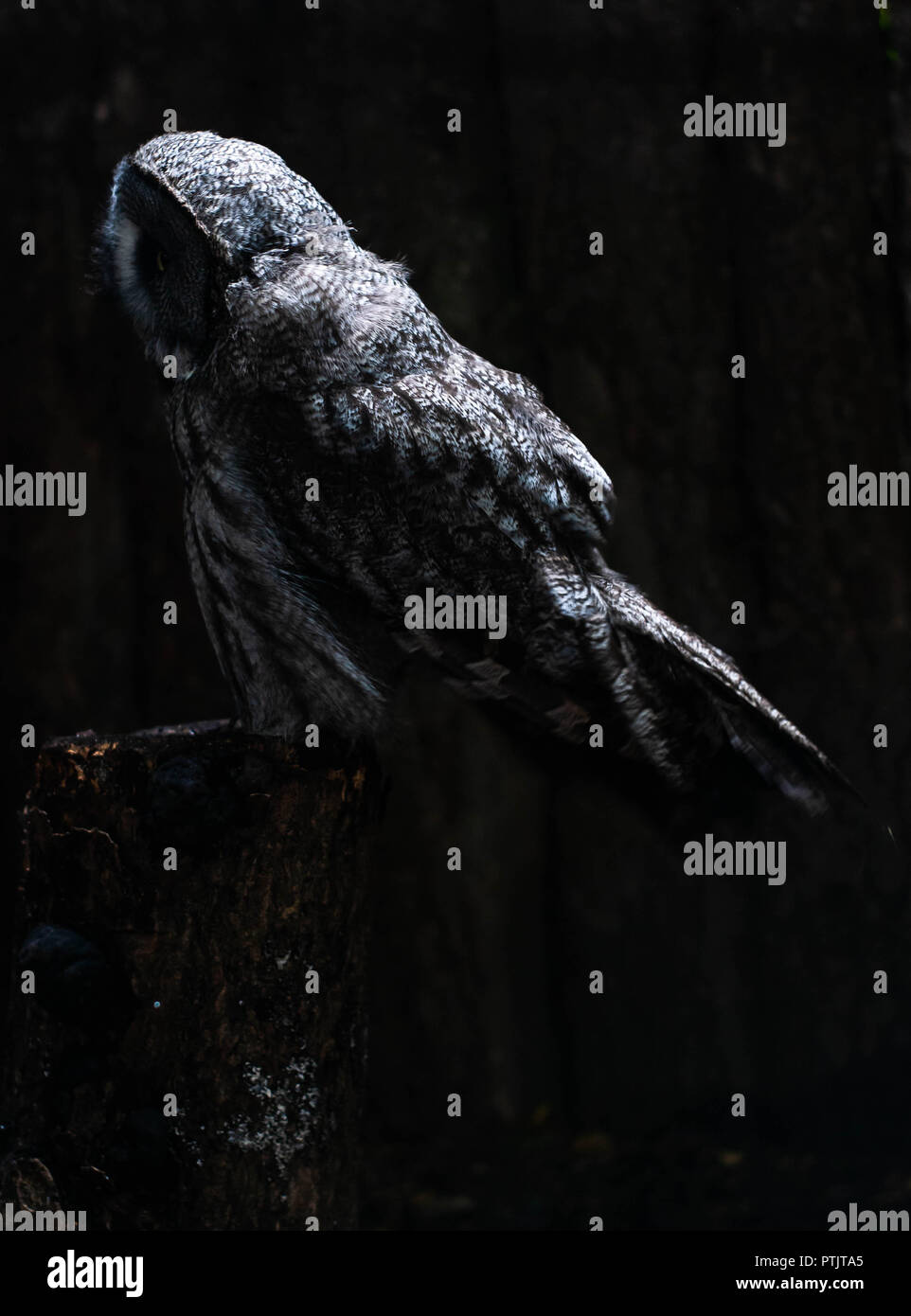 Un grande gufo grigio pone per i ritratti Foto Stock