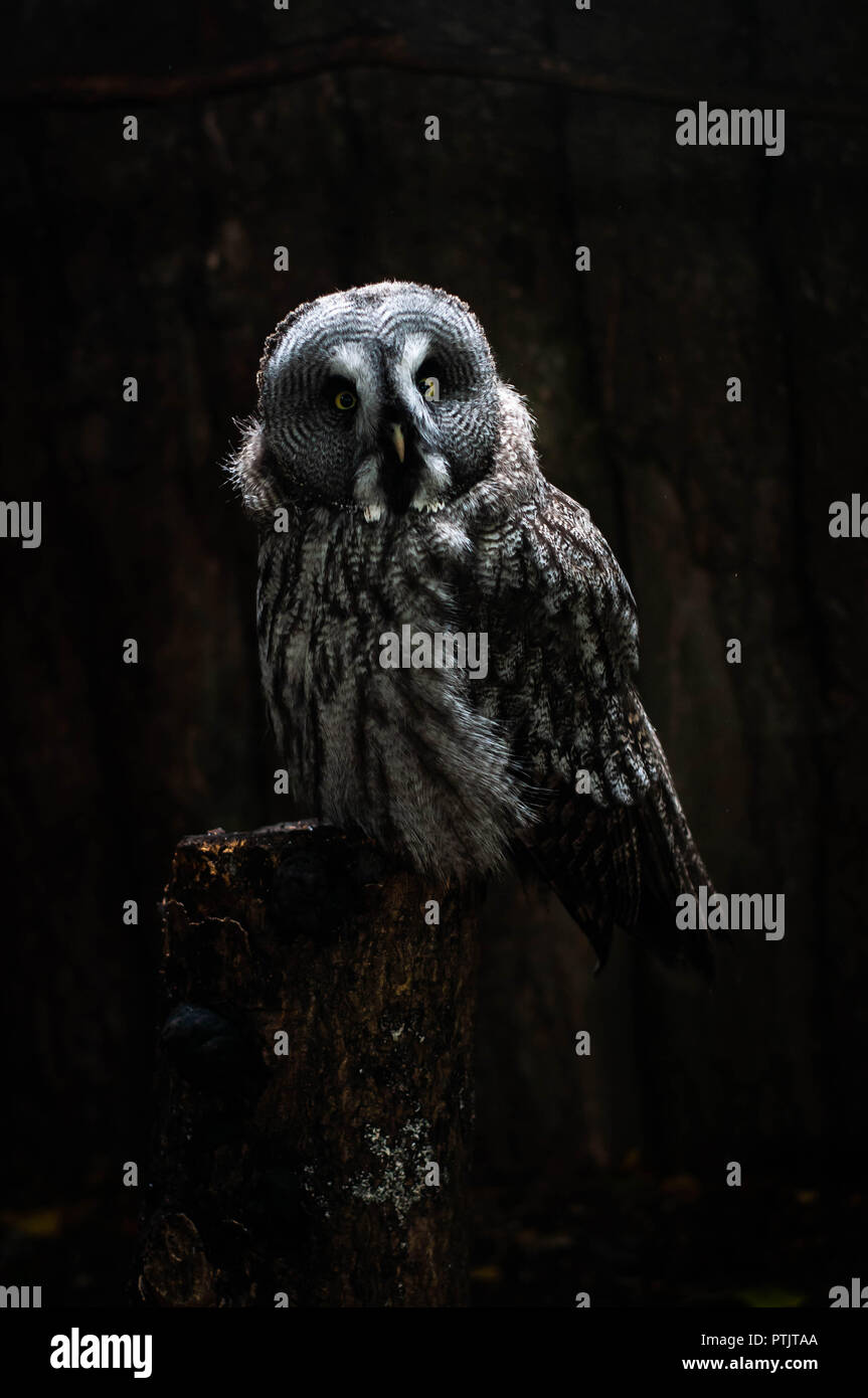 Un grande gufo grigio pone per i ritratti Foto Stock