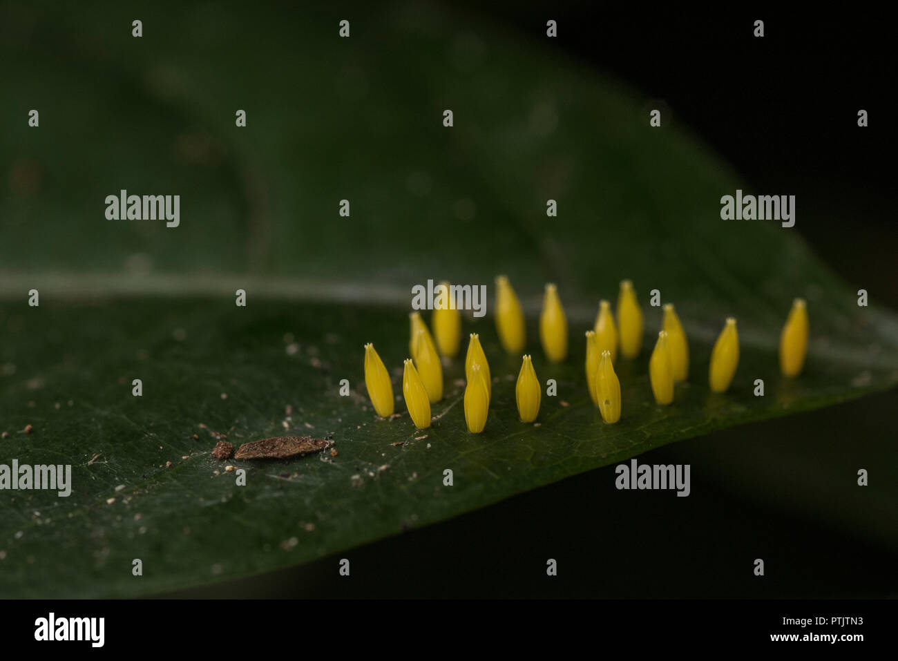 Uova di farfalla su una foglia, presto esse si schiudono e i bruchi inizierà a mangiare. Foto Stock
