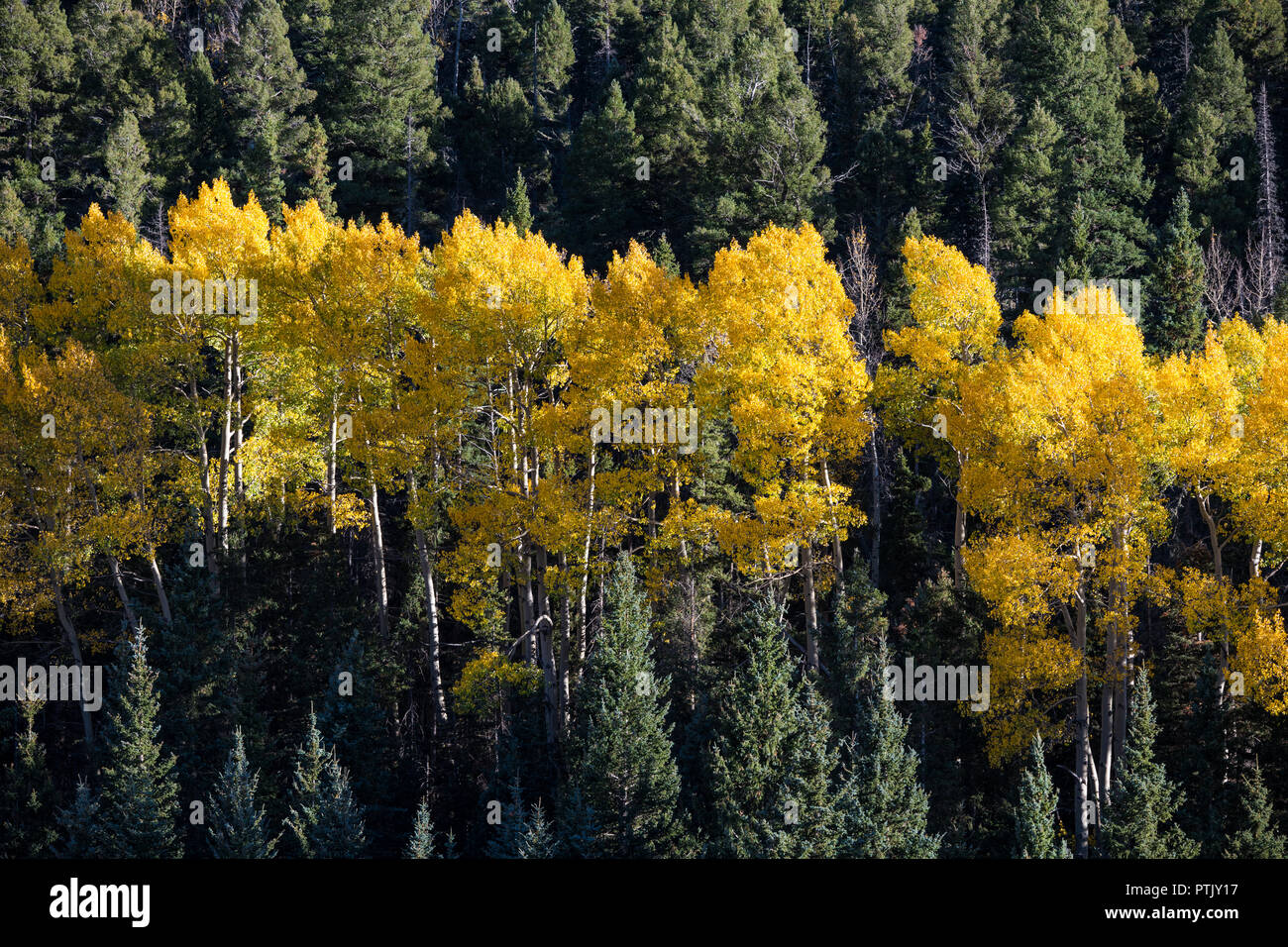 Aspen Grove ad albero con fogliame di autunno in giallo, arancione e oro in contrasto con il fogliame verde scuro di una foresta di pini, abeti rossi e abeti Foto Stock