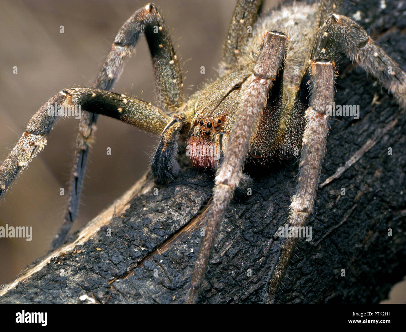 Brasiliano ragno errante (Phoneutria) su un ramo, ragno velenoso dal sud america noto anche come Armadeira, con qualche morso letale incidenti. Foto Stock