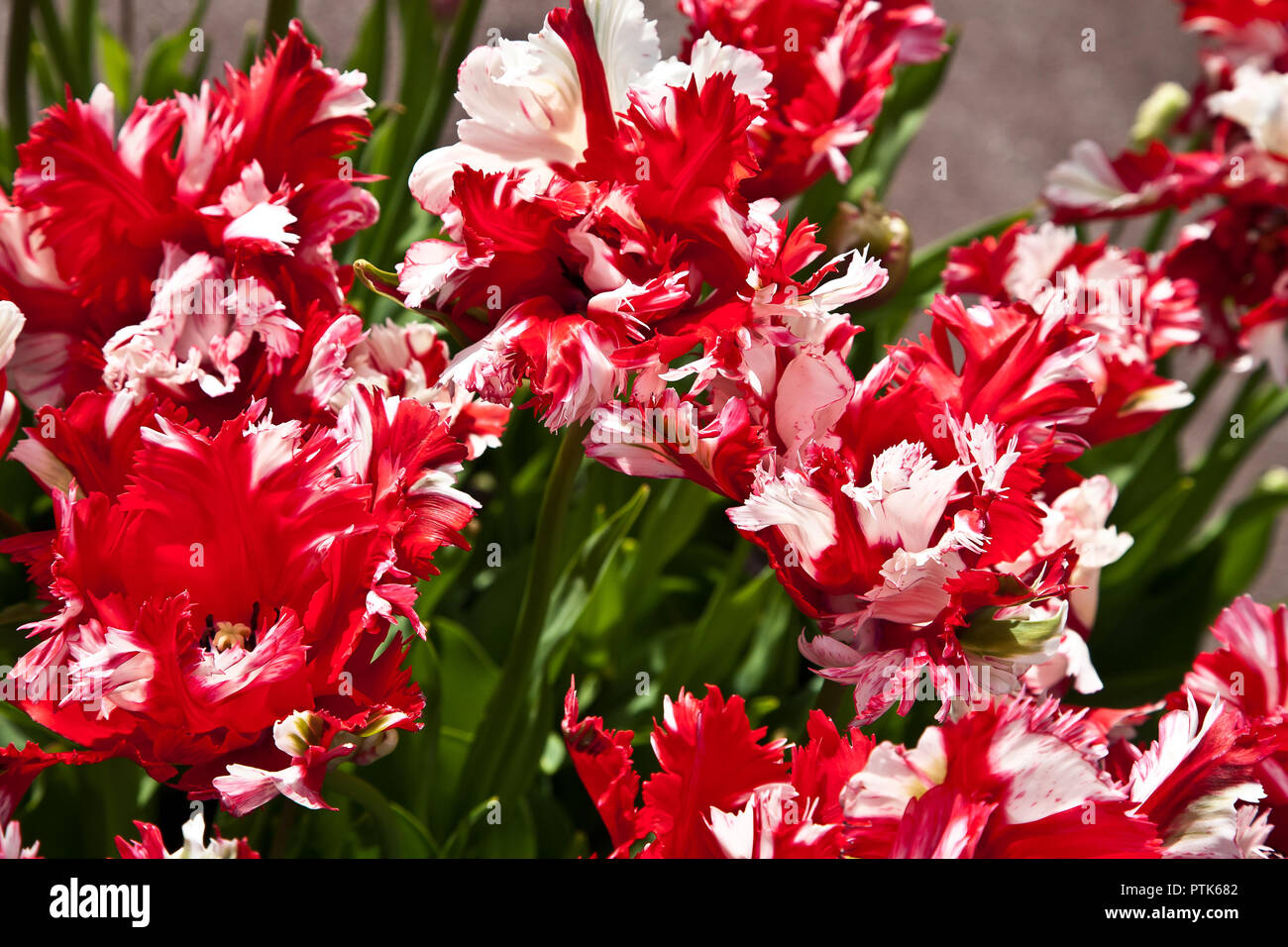 Fiery tulipani. Foto Stock