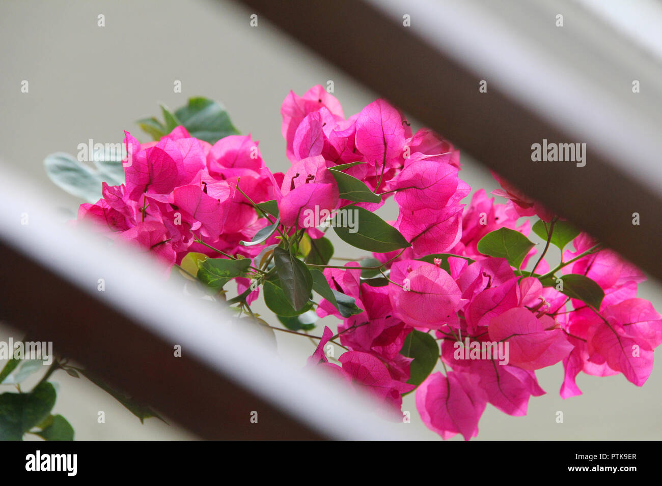 Hiden fiori Foto Stock