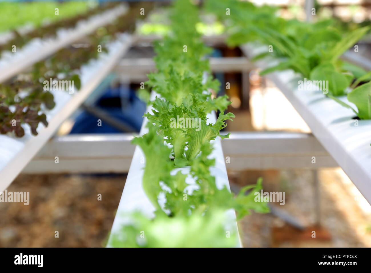 Foto di hydroponic organica vegetale in fattoria Foto Stock