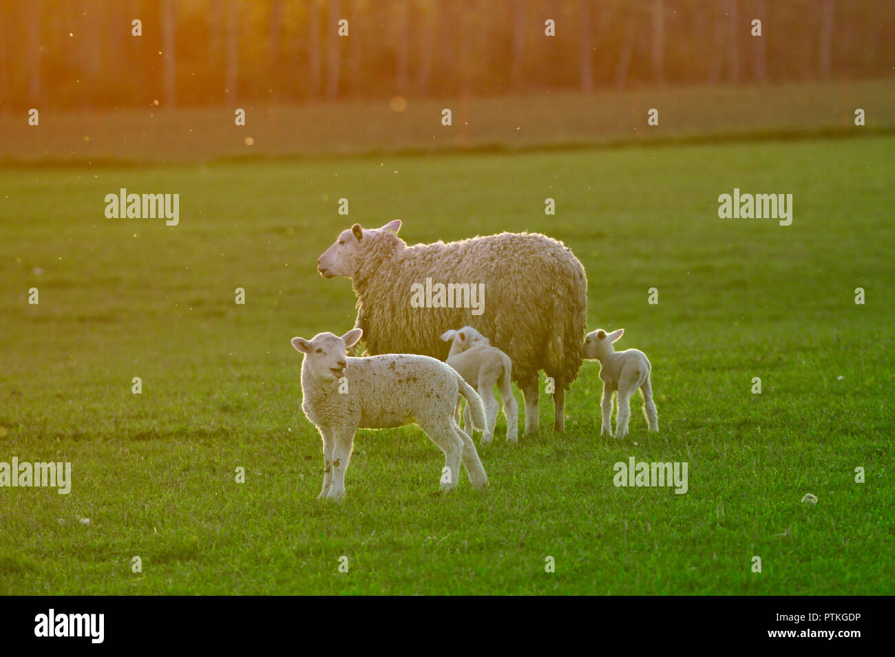 Una famiglia di pecore godendo del tramonto sul verde del campo. Madre pecora con due giovani pecore e una grande baby pecore. Foto Stock