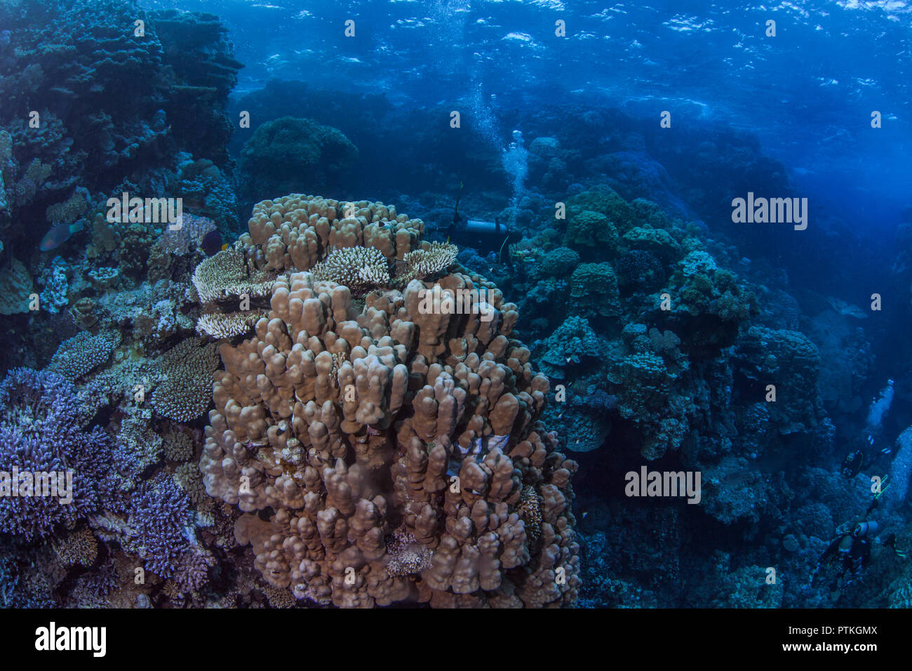 Subacquei esplorare il giardino di corallo nascosto all'interno di pinnacoli torreggianti in furia sciami zona del Mar Rosso. Foto Stock