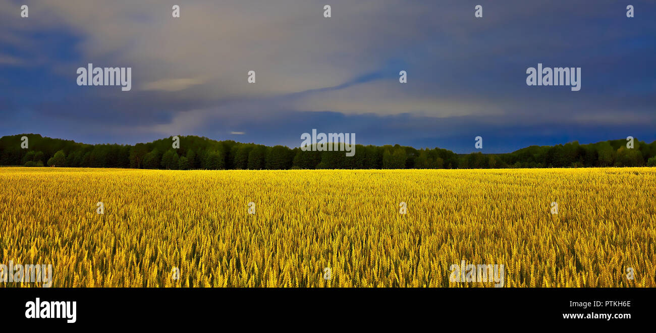 Ampia esposizione a lungo la foto del golden campo di raccolto sotto il blu scuro del cielo notturno. Foto Stock