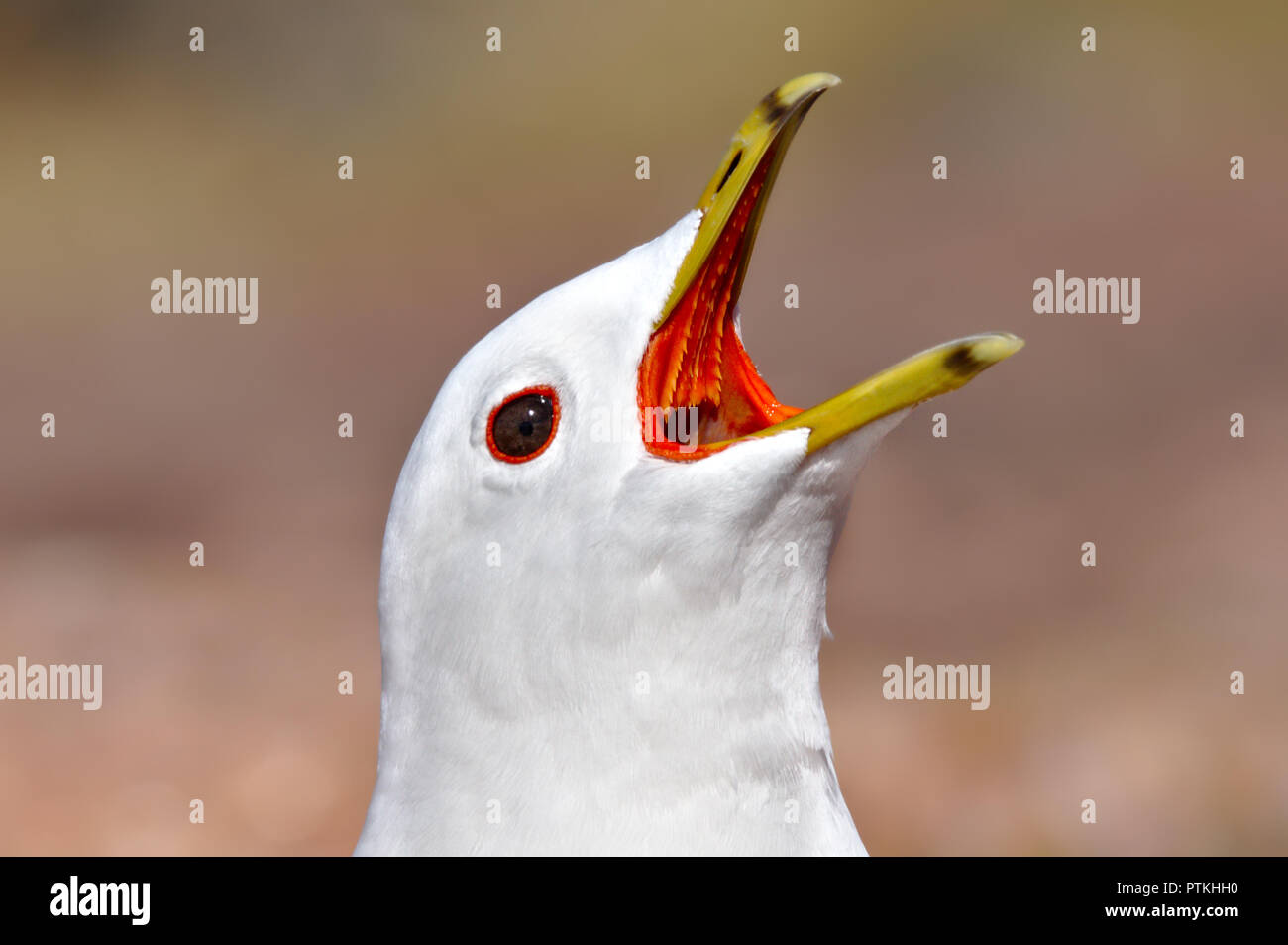 Vista dettagliata del gabbiano bianco urlare a bocca aperta. Molti denti affilati visibile. Foto Stock