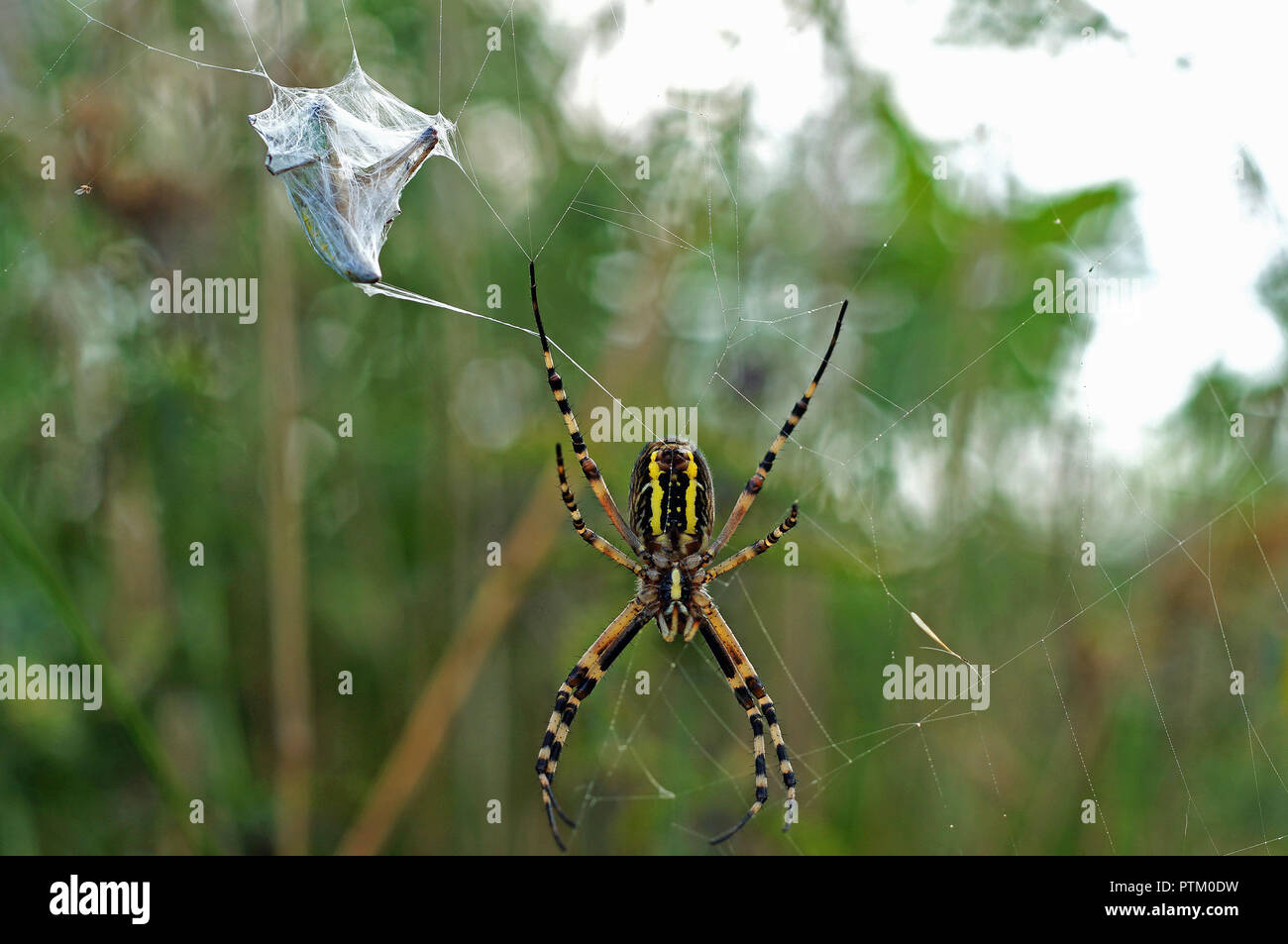 Giardino europeo spider (Araneus diadematus) con la preda, Stiria, Austria Foto Stock