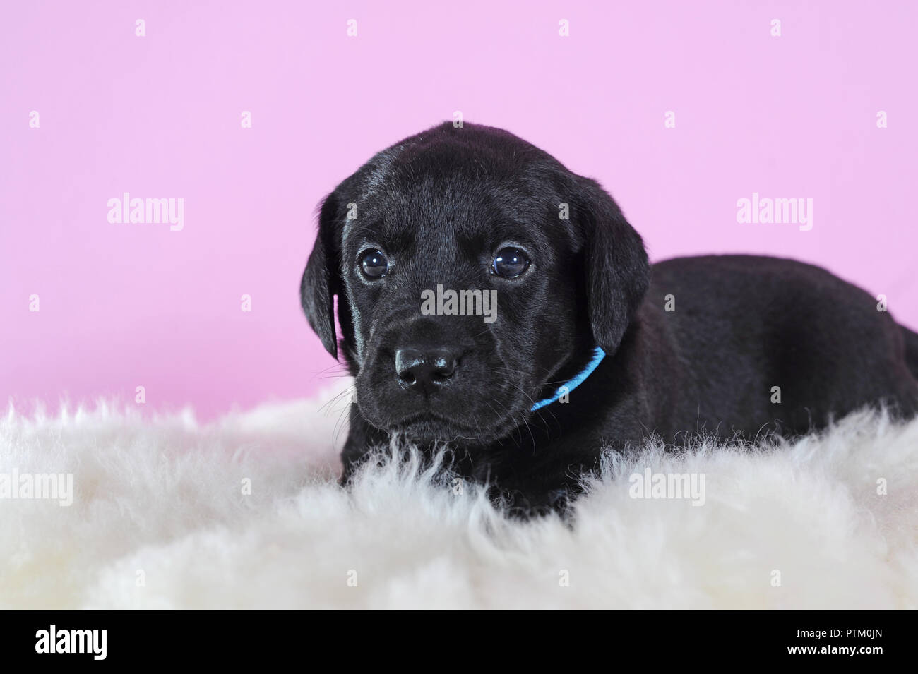 Il Labrador Retriever, nero, 4 settimane, giacente sulla pelle di montone, Austria Foto Stock