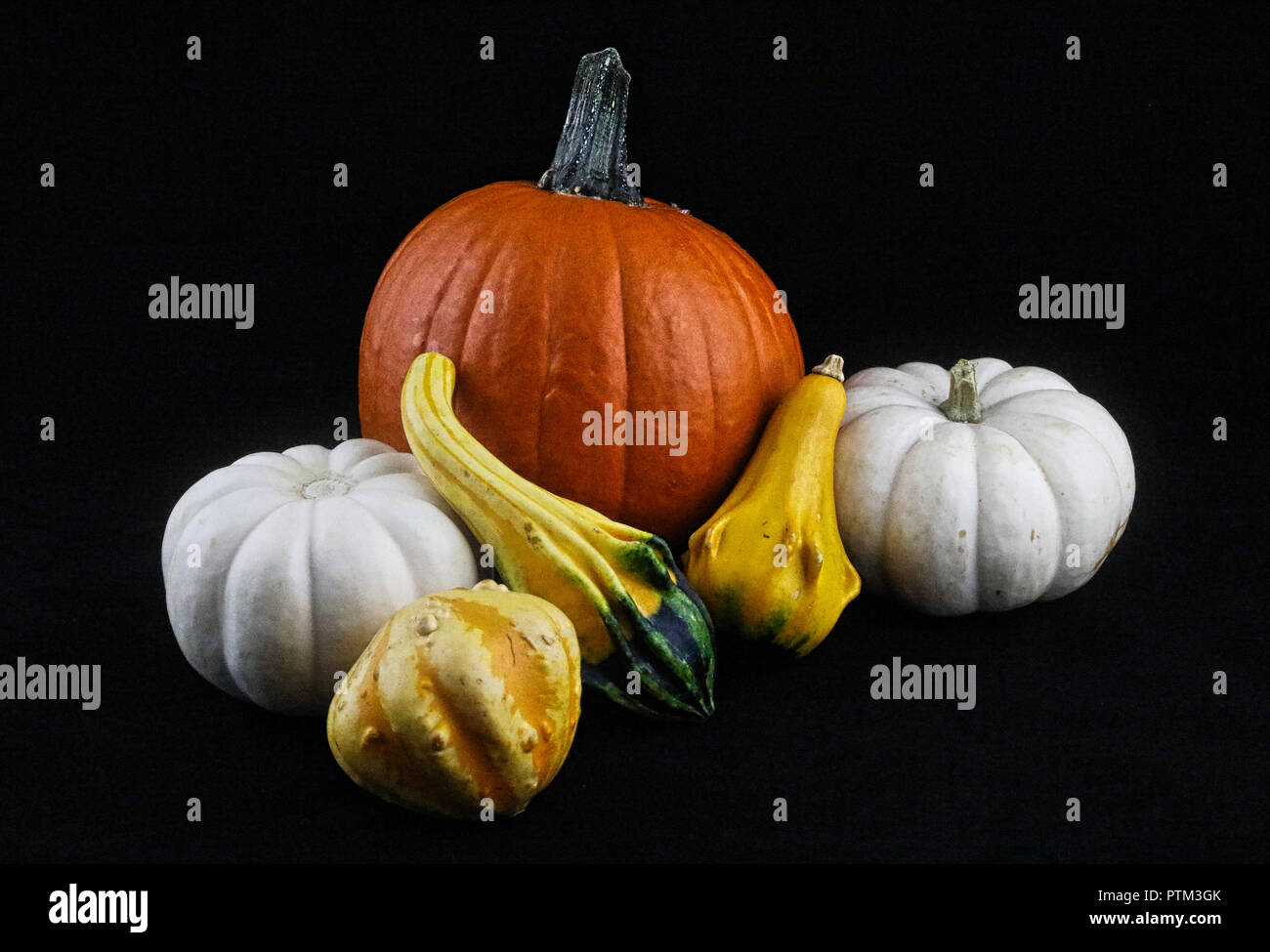 Harvest, ringraziamento, organico, autunno, sfondo, caduta, arancio, ottobre, zucca di Halloween, cibo, festival, spazio copia, vegetale, still life Foto Stock