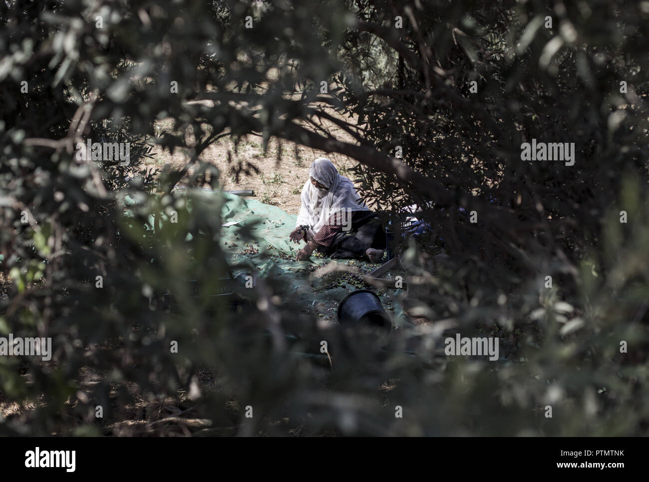 9 Ottobre 2018 - Gaza City, la striscia di Gaza, Palestina - Una donna Palestinese raccoglie le olive in un oliveto di rifugiato Al-Bureij Camp, a sud della striscia di Gaza. È il momento per molti agricoltori palestinesi per avviare la raccolta delle olive. La frutta è un elemento essenziale per molti agricoltori locali che producono anche olio. (Credito Immagine: © Mahmoud Issa/Quds Net News via ZUMA filo) Foto Stock