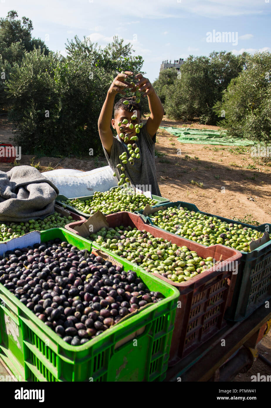 Un giovane agricoltore palestinese visto la cernita delle olive in oliveto  di rifugiato Al-Bureij Camp, a sud della striscia di Gaza, è giunto il  momento per molti agricoltori palestinesi per avviare la