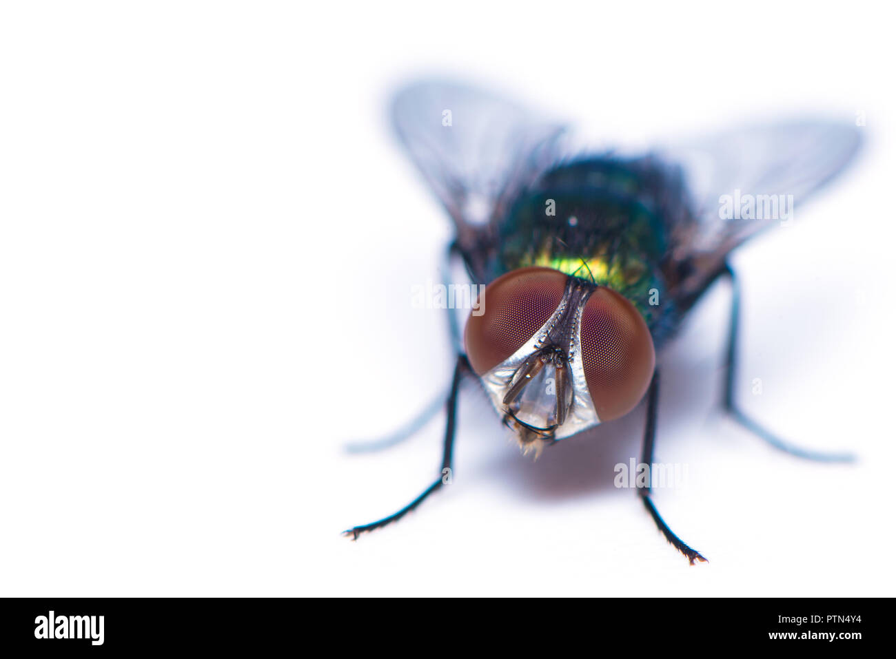 Un comune housefly uno dei portatori di malattie isolati su sfondo bianco Foto Stock
