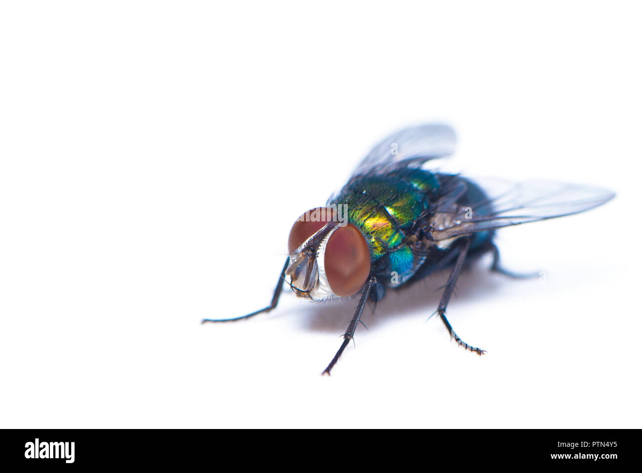 Un comune housefly uno dei portatori di malattie isolati su sfondo bianco Foto Stock