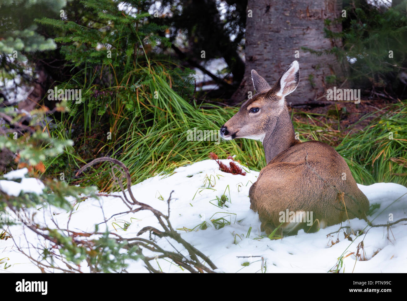 Cervo femmina seduta nella neve, Mt. Rainier, nello Stato di Washington Foto Stock