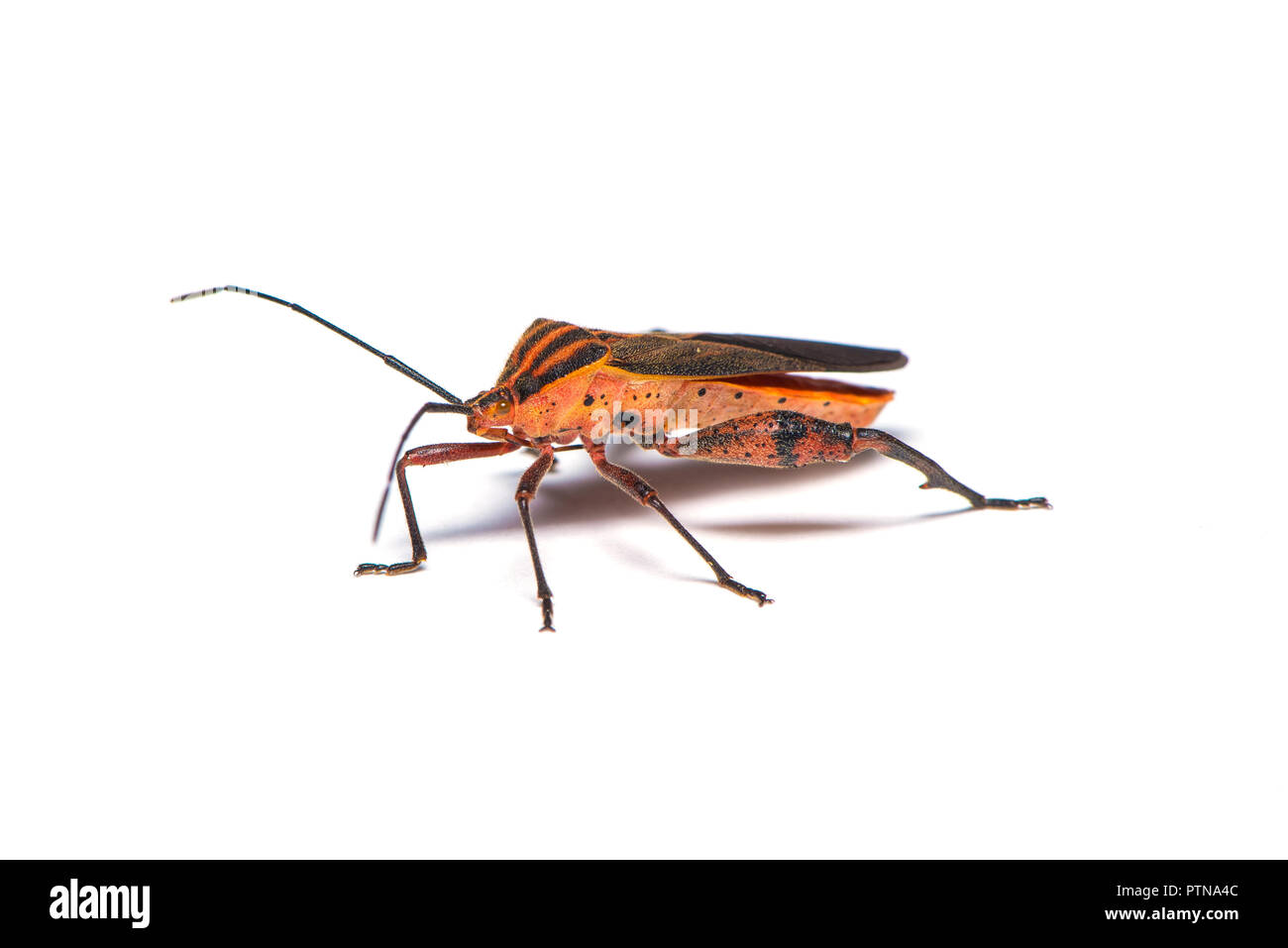 Foglia-footed bug è una grande famiglia di prevalentemente sap-aspirazione di insetti Foto Stock
