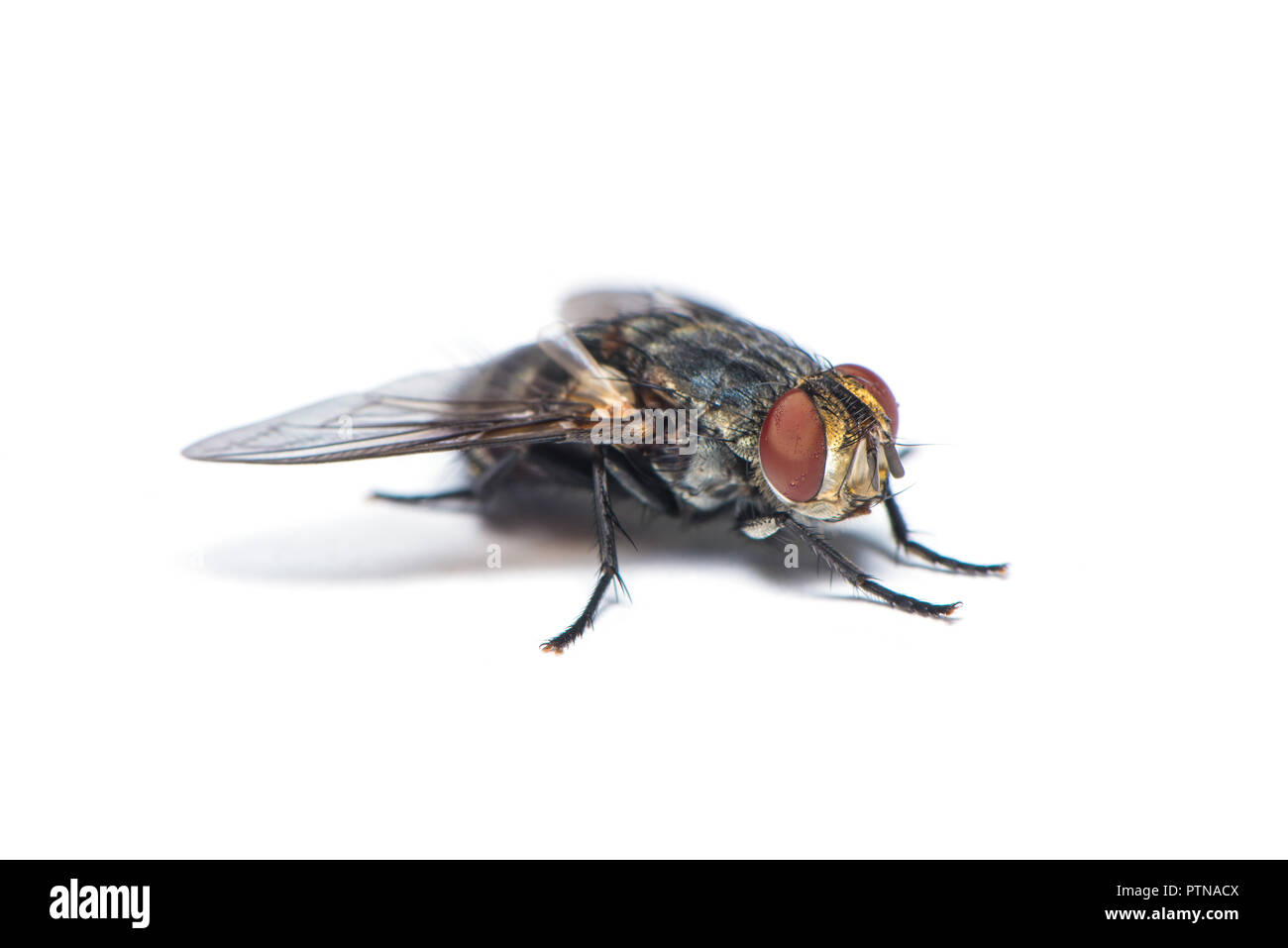 Un comune housefly uno dei portatori di malattie isolati su sfondo bianco Foto Stock