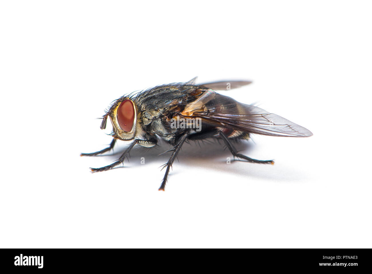 Un comune housefly uno dei portatori di malattie isolati su sfondo bianco Foto Stock